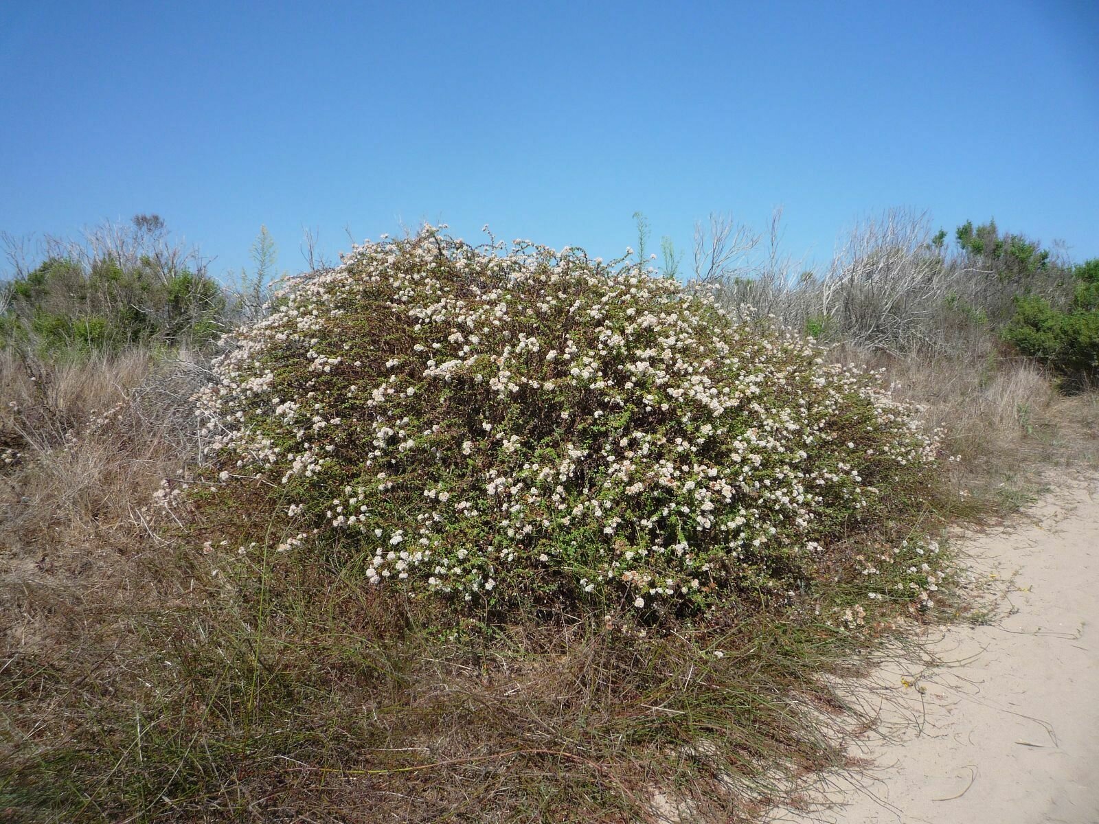 High Resolution Eriogonum parvifolium Plant